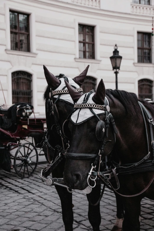 two black horses are pulling a carriage