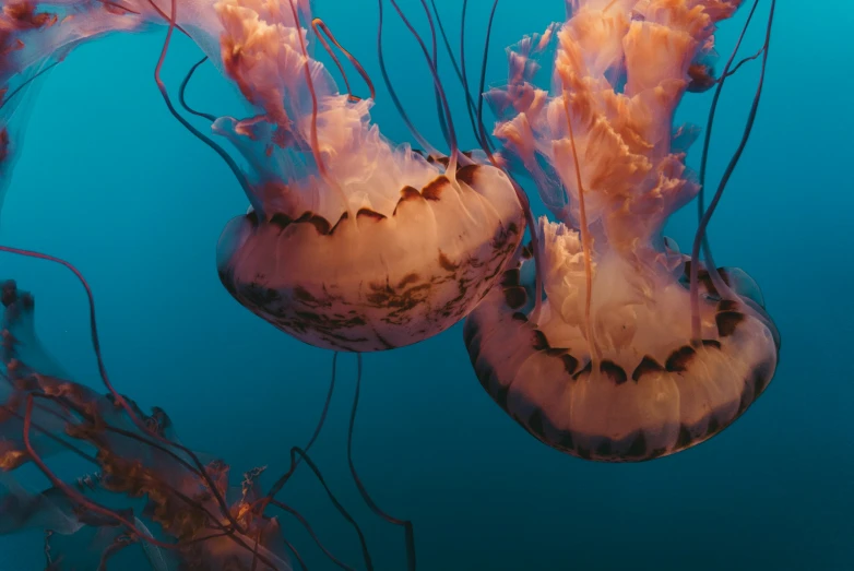 two pink and brown jellyfish floating on water