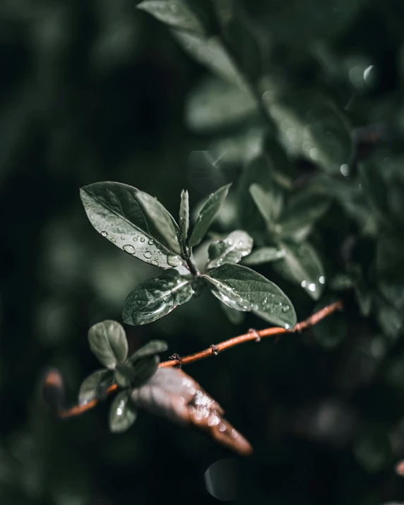 a nch is covered with water drops, near some bushes