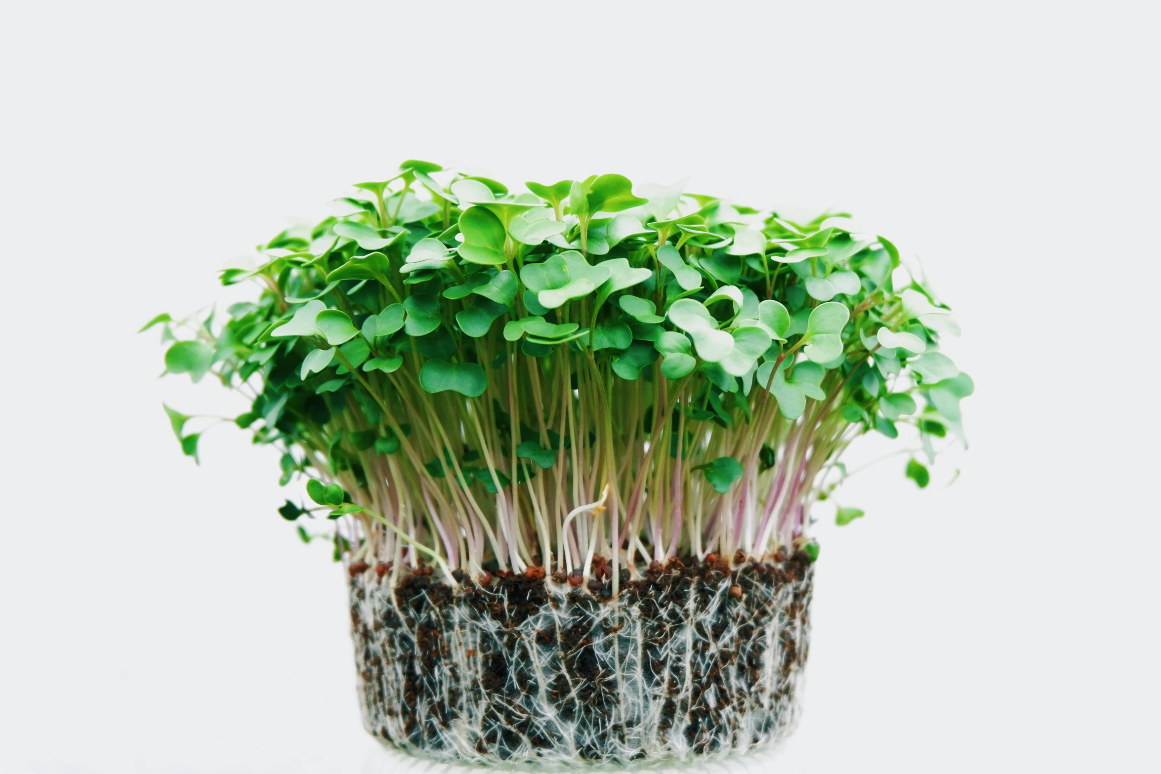 some plants sitting inside of a cup on a table