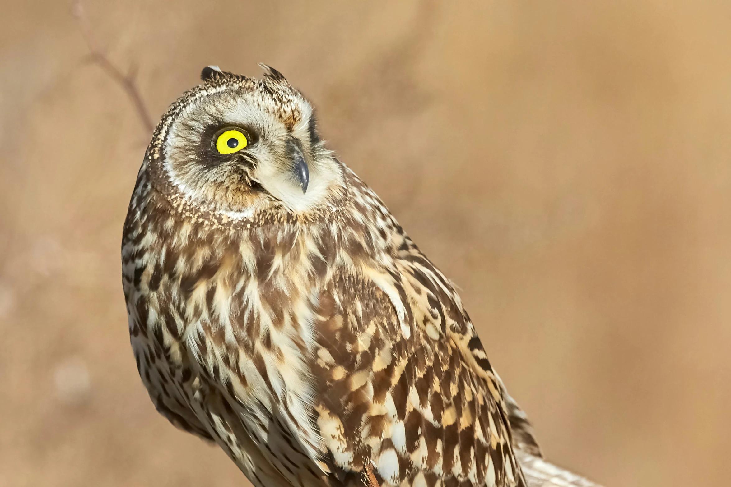 an owl with a yellow eye standing on a stump