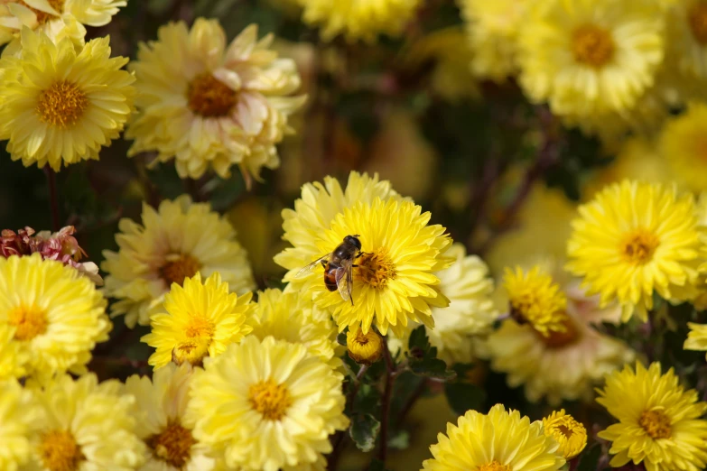 a close up view of many yellow flowers