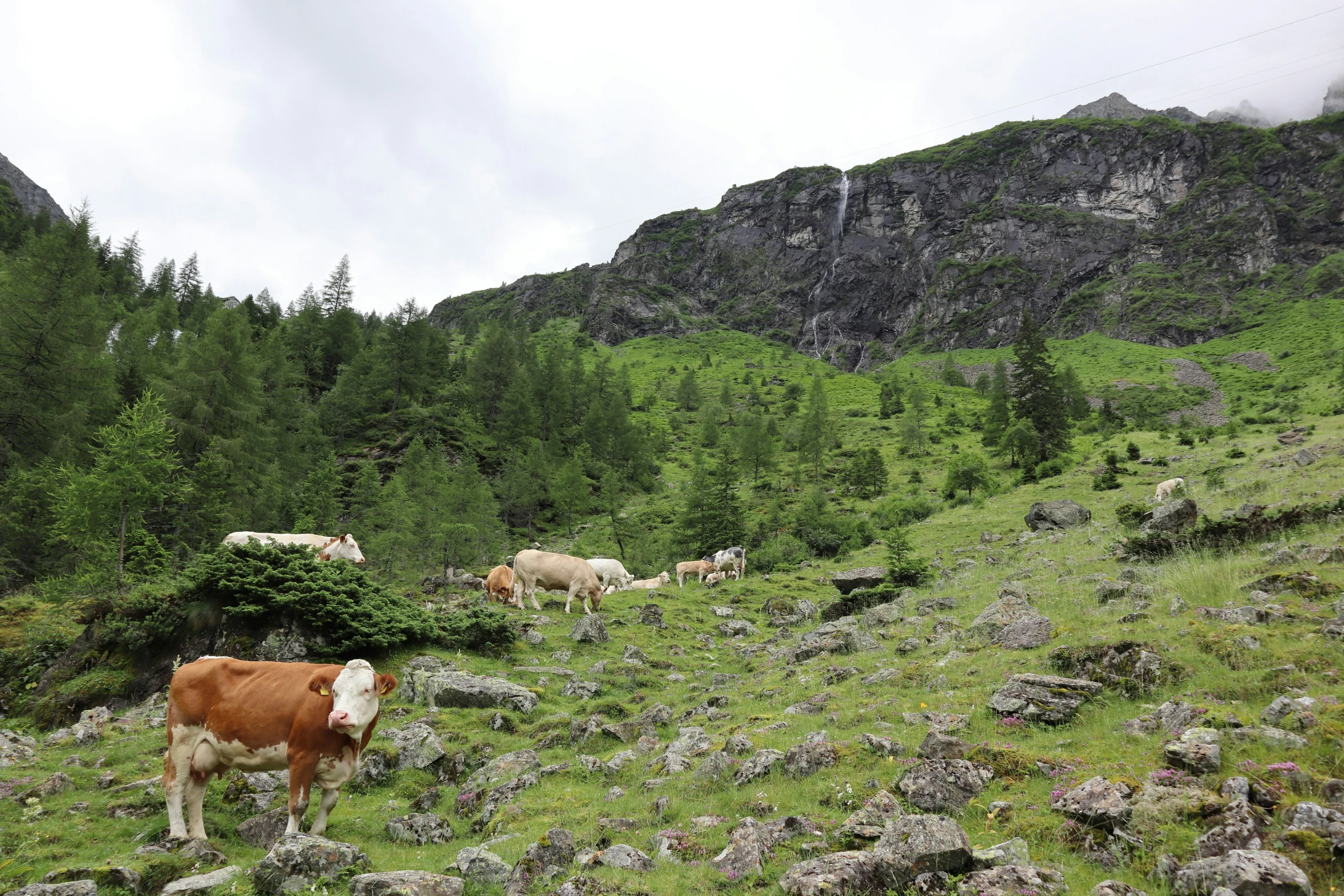 a group of cows grazing on a field with mountains in the background