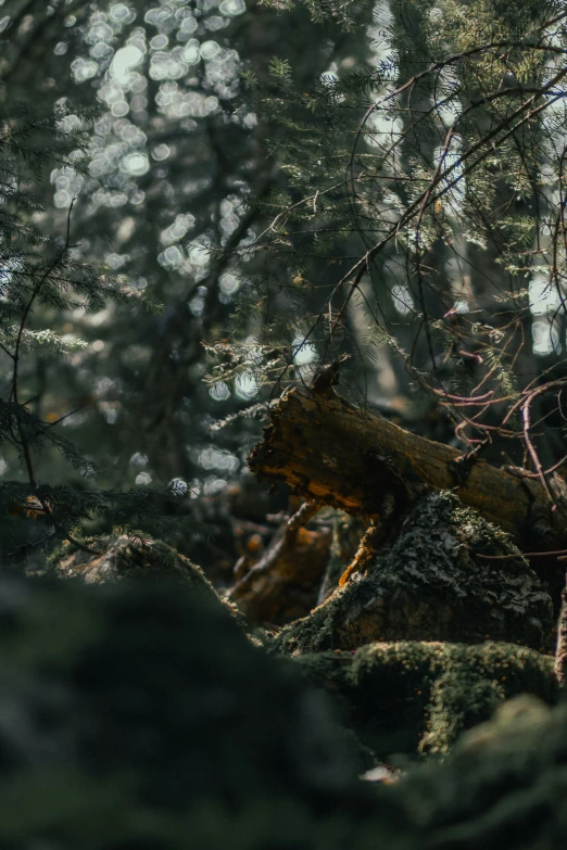 a nch lying in the mossy ground of a forest