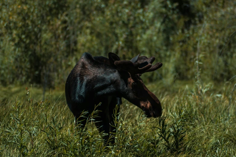 a moose is grazing in a green field