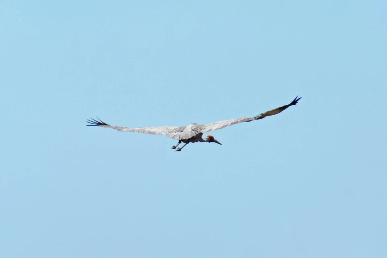 a large bird flying in the sky with another bird standing by