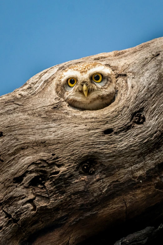 an owl that has found its way out of the bark