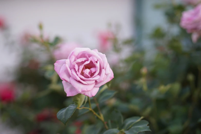 there is a pink rose in the middle of a flower bed