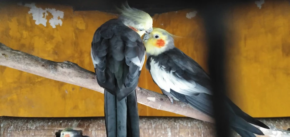 two parrots are standing on a nch looking into each other's eyes