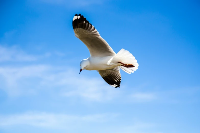 seagull flying through a cloudless sky during the day