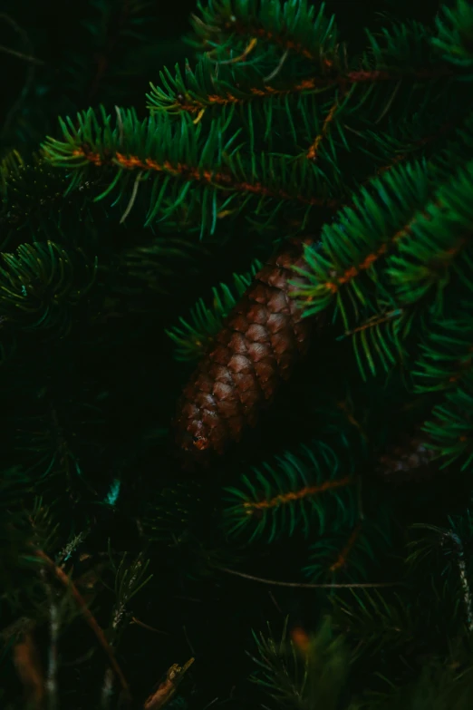 a closeup of green needles and cones on a fir tree