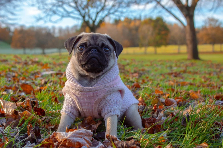 a small pug dog sitting in the leaves on the grass