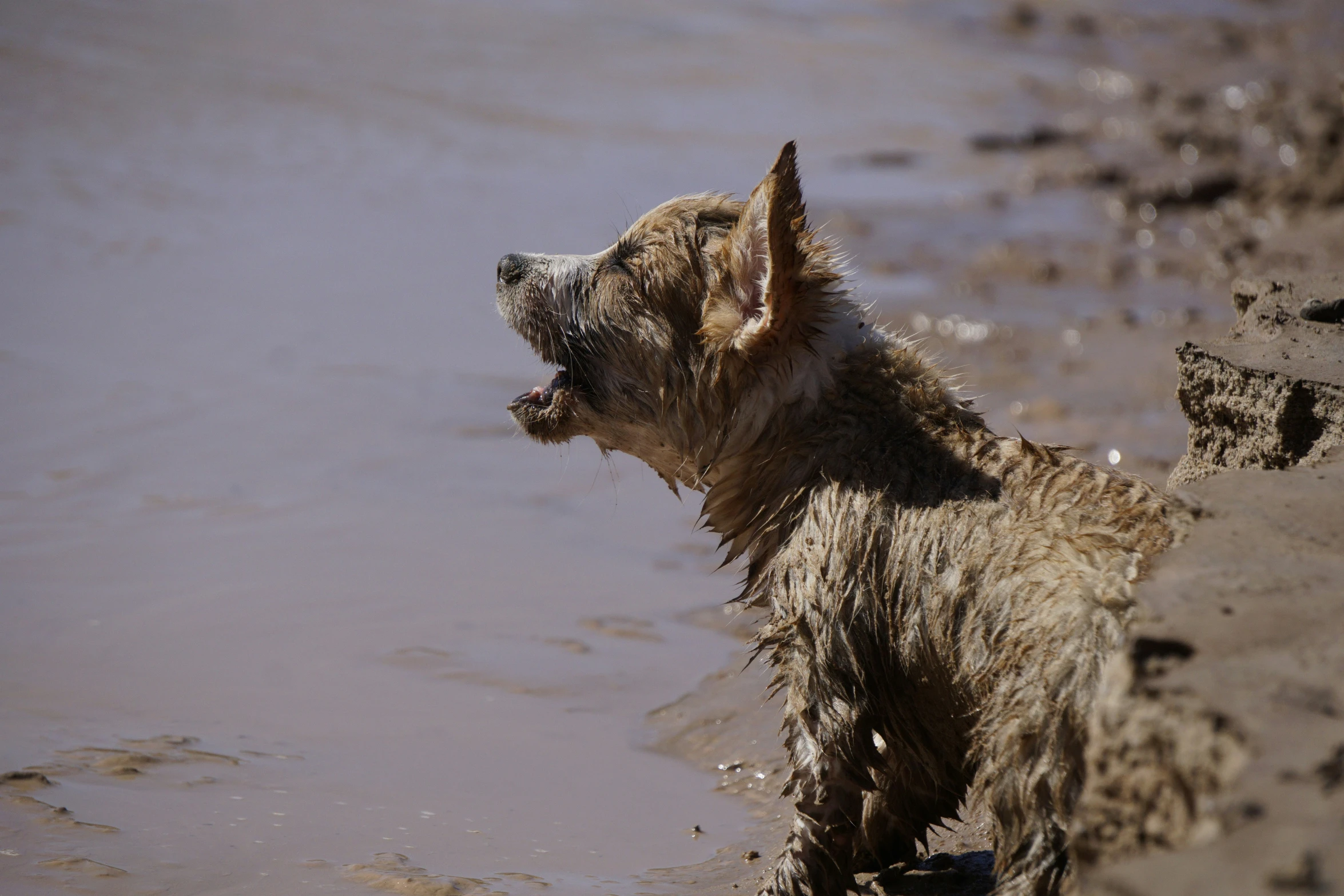 an adorable dog is on a beach by the water