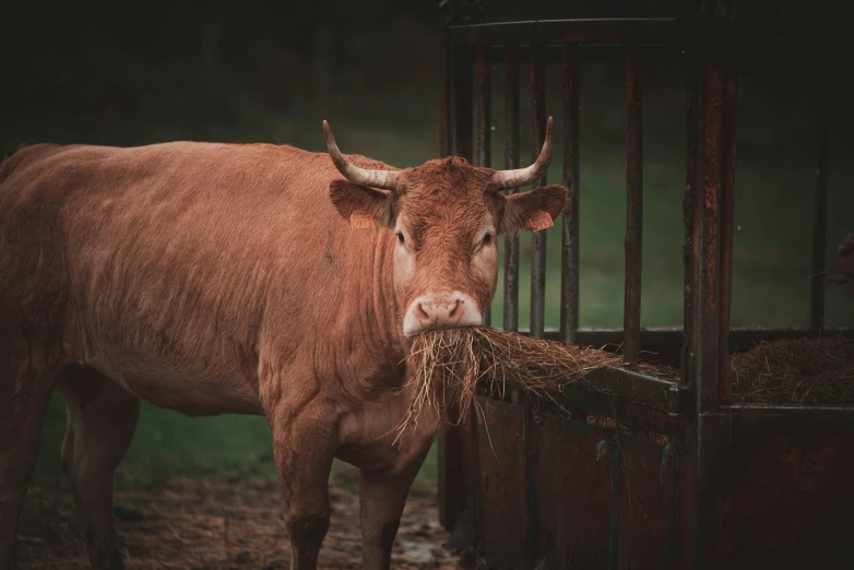 the head of a bull eating hay out of a feeder