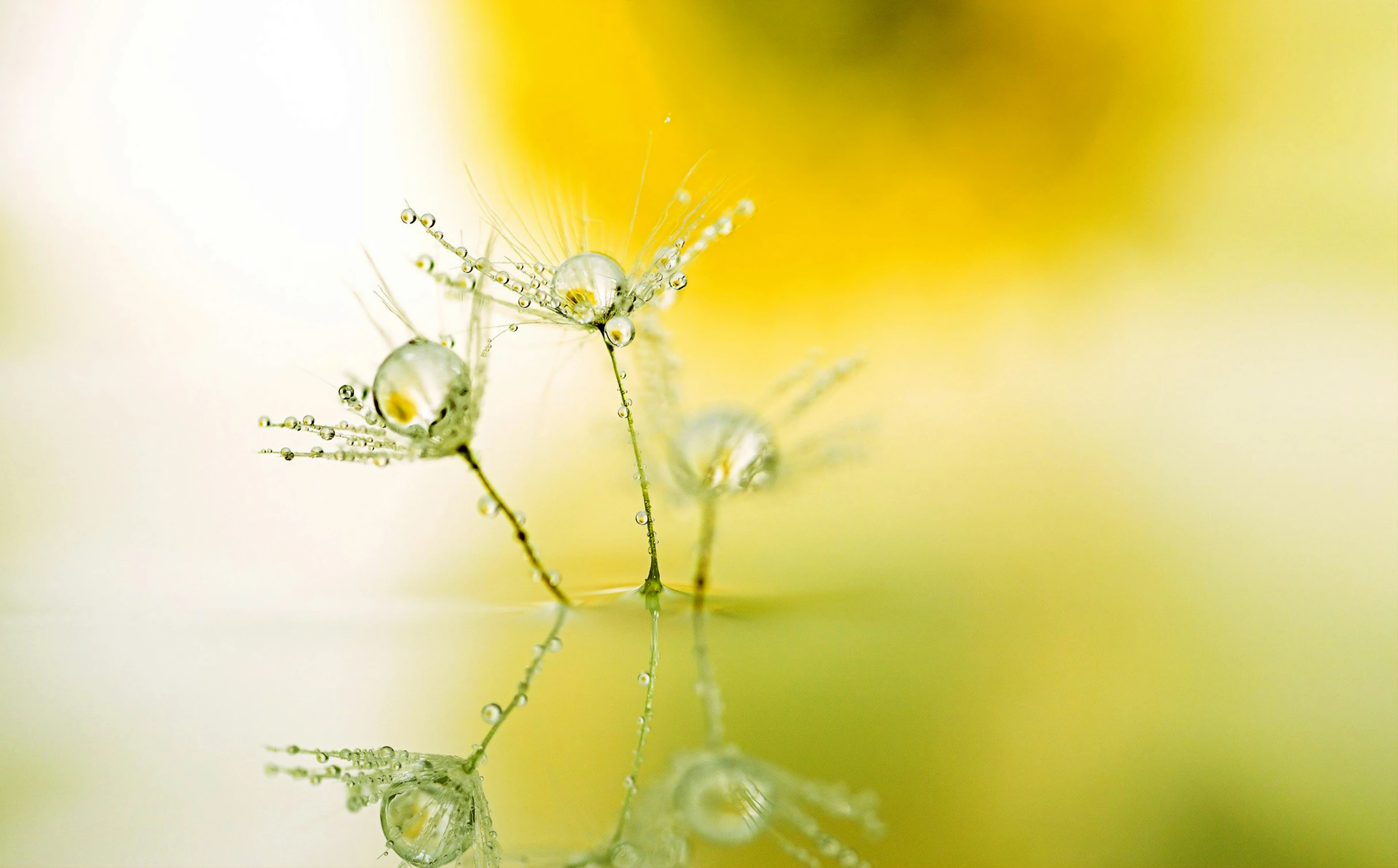 two water droplets on the top of a plant with a sun in the background