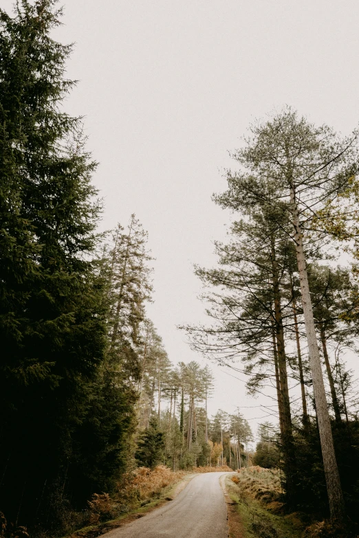 a country road surrounded by trees is pictured in this image