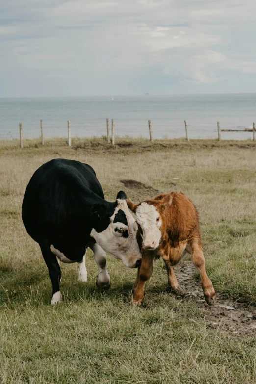 two cows who are standing in the grass
