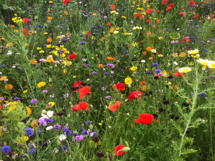 a large field of various colored flowers