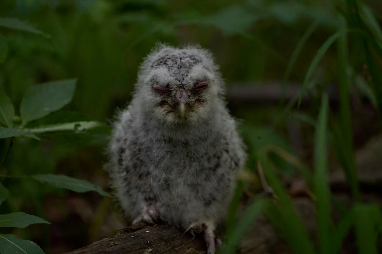 a tiny gray bird sitting on a log in the grass