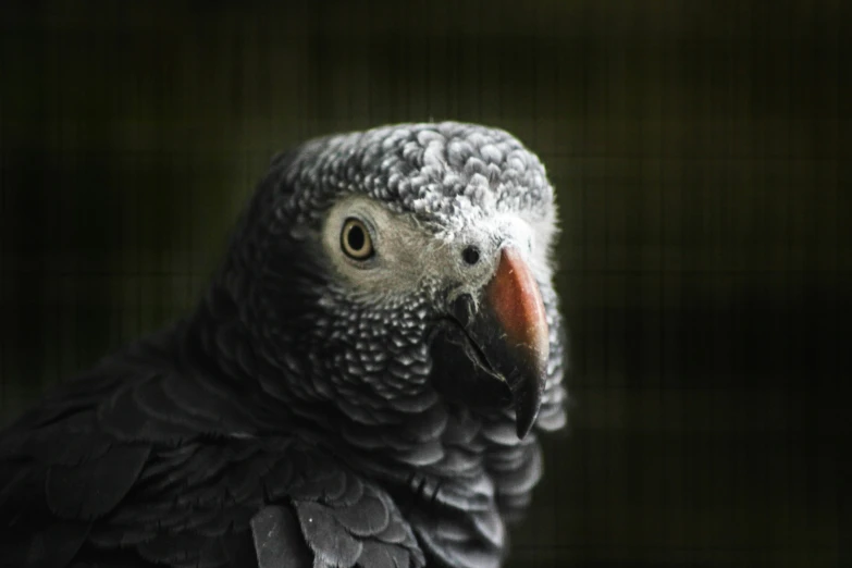 a black bird with gray feathers is looking at the camera