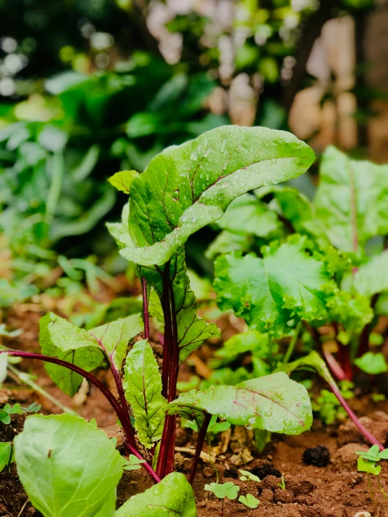 green plants growing in the ground on a sunny day