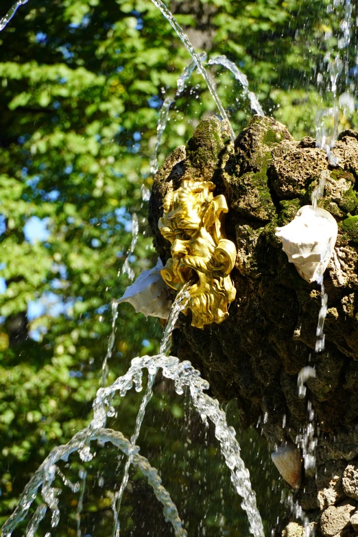 water spouting out from a tree, into the air