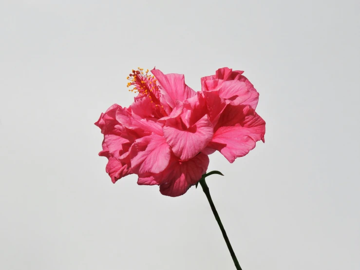 a single bright pink flower on a stem