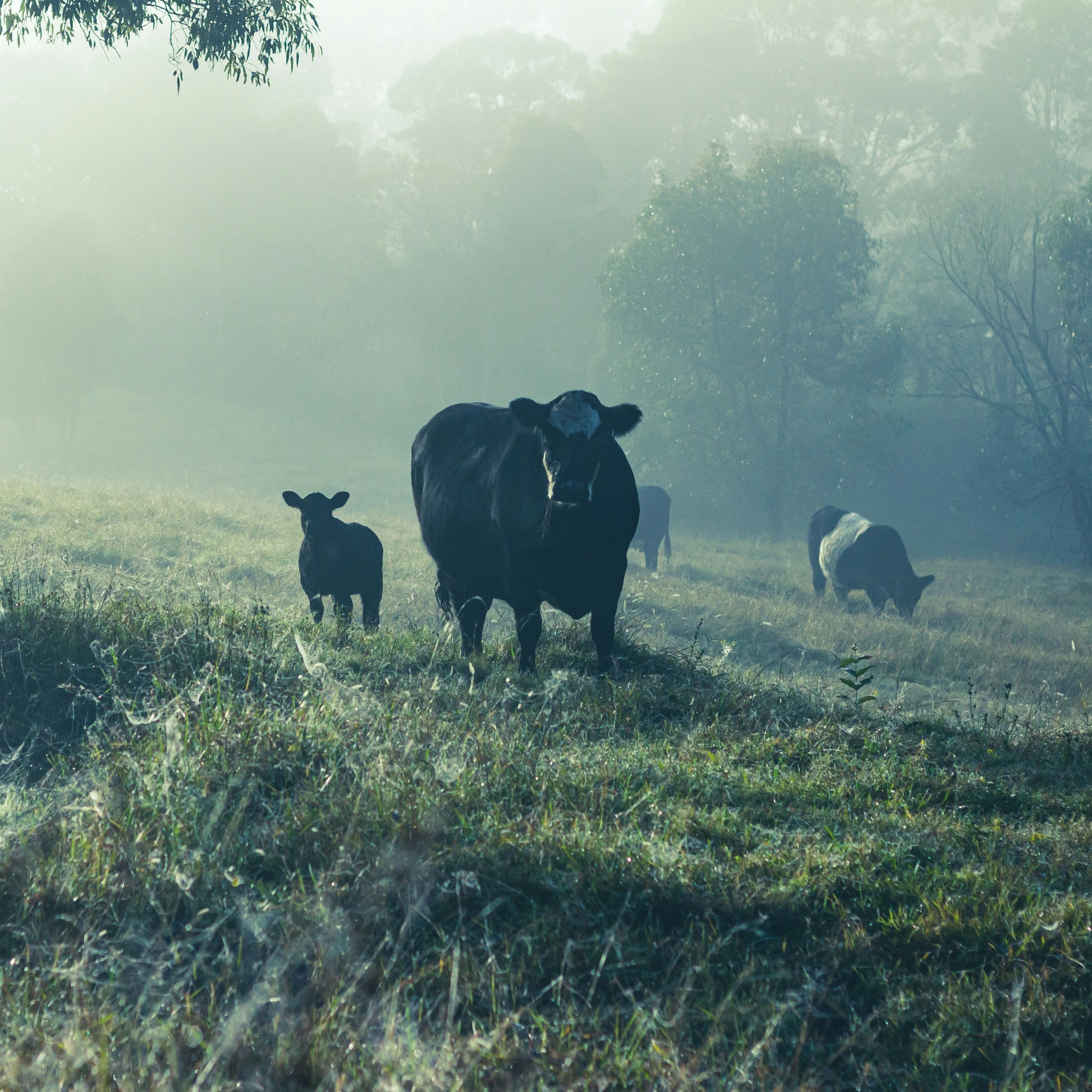 a herd of cattle standing on top of a grass covered field