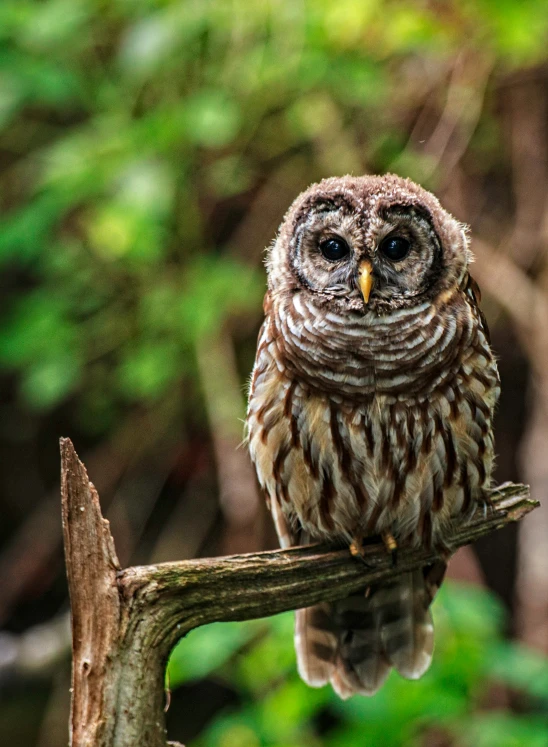 an owl that is perched on a nch