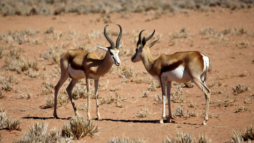 two antelope standing next to each other on a field