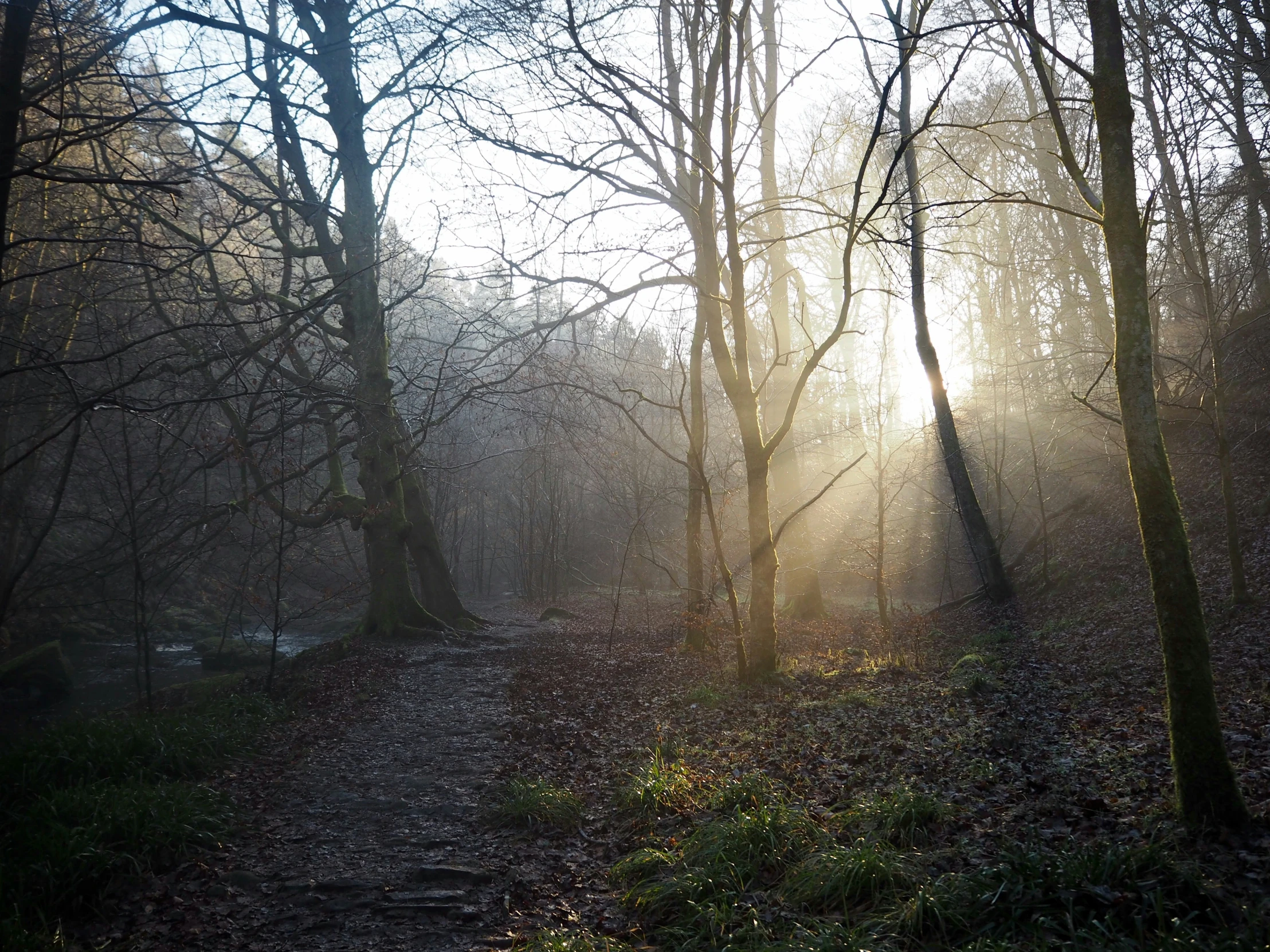 sunlight shines through foggy trees into a woodland scene