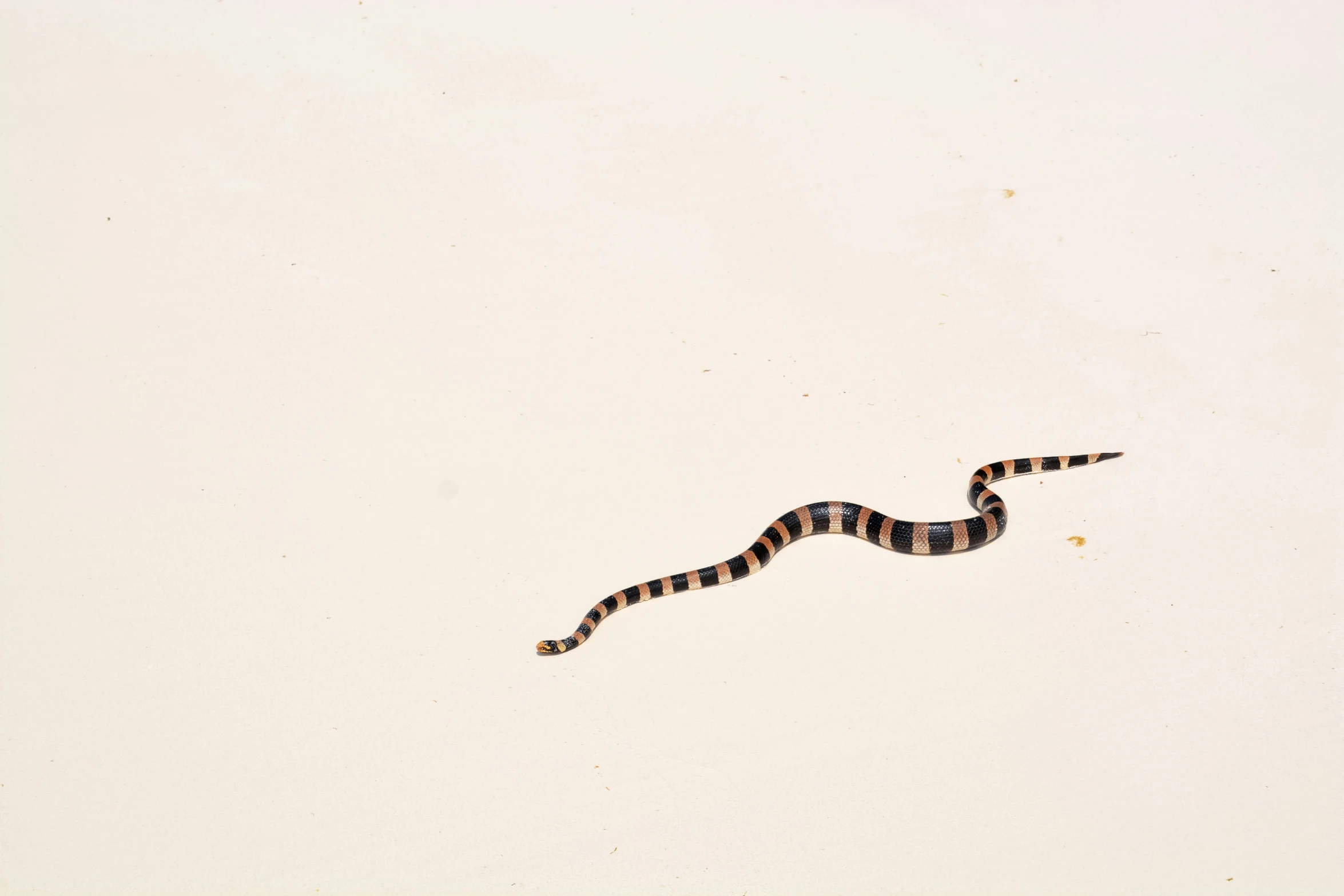 a blue striped snake sitting on top of a white wall