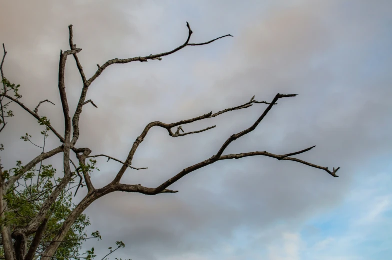 an old bare tree on a cloudy day