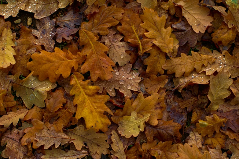 a pile of fall leaves on the ground