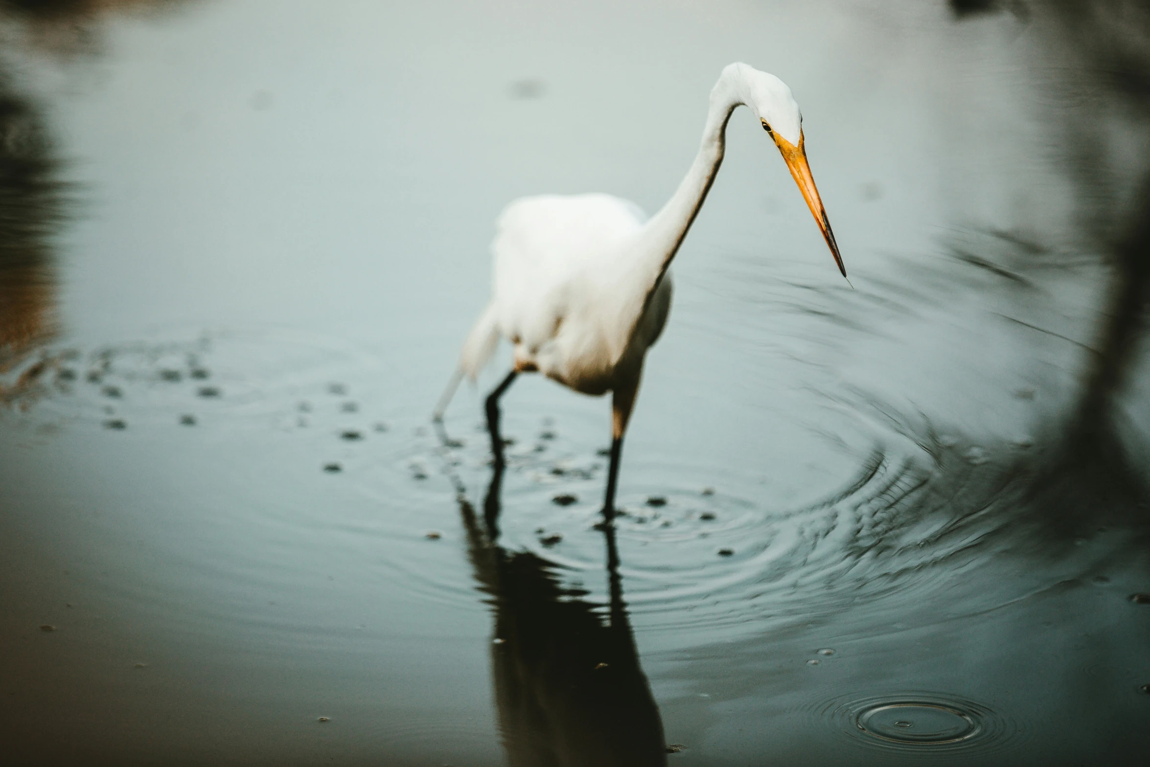 a large white crane with a long bill and large beak stands in the water