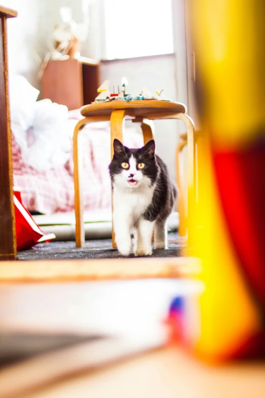 cat in small cage staring at camera with eyes closed