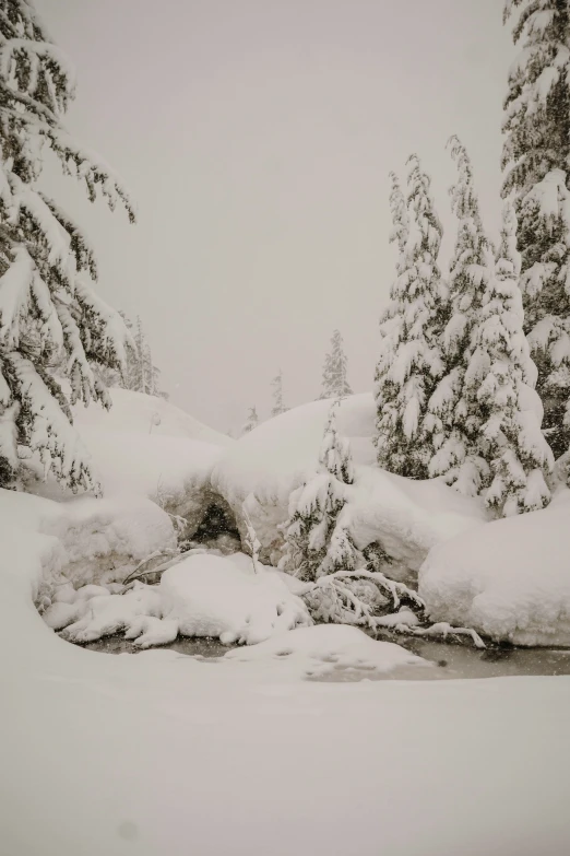 a bunch of trees in the snow