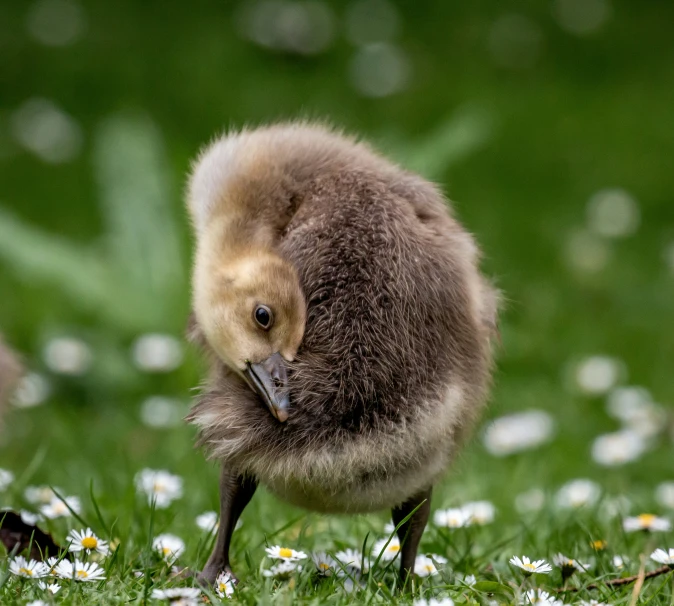 a duckling standing on top of a grass field