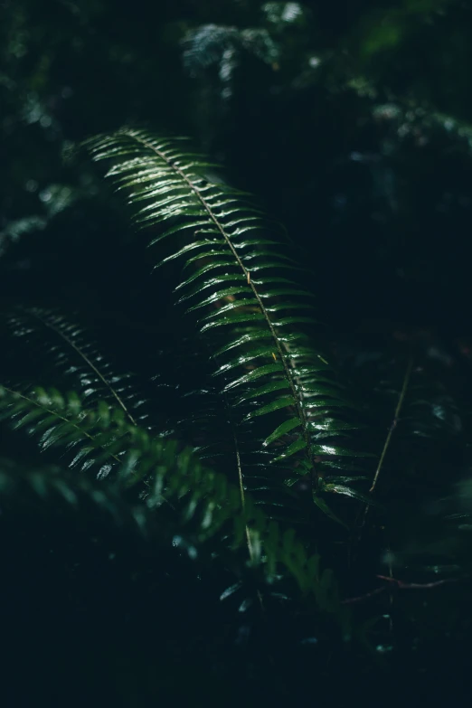 close up of the underside of a green, fern leaf