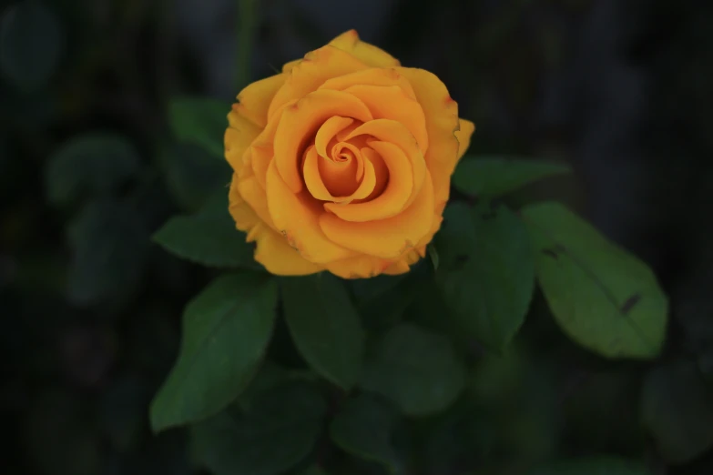 a single yellow rose sitting in the center of a leafy bush