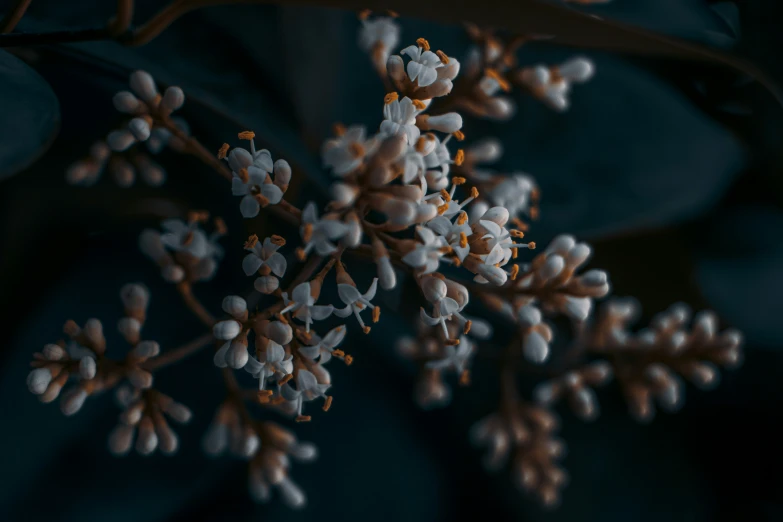 the flower buds are covered by small brown leaves