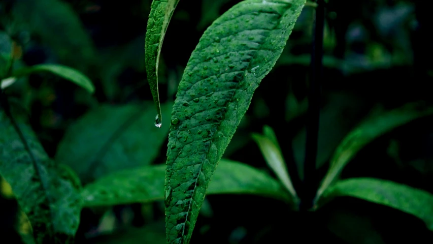 a couple of green plants with green leaves