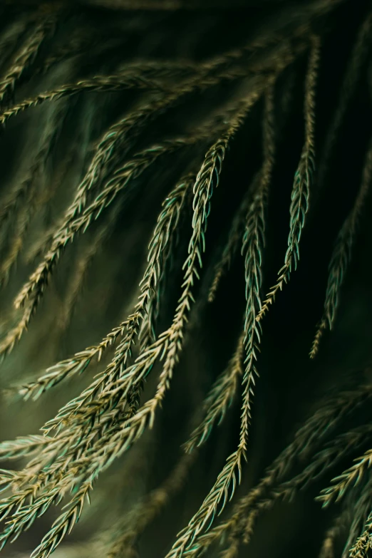 a closeup picture of the green leaves on a plant