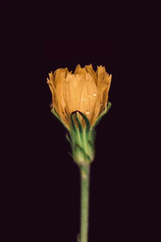 a po of a bright flower against a black background