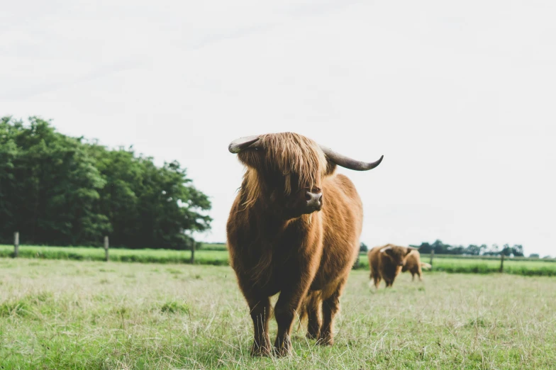 a brown and black animal with very long horns