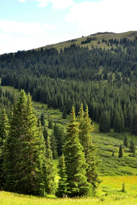 the rolling hills and trees stand out against the grass