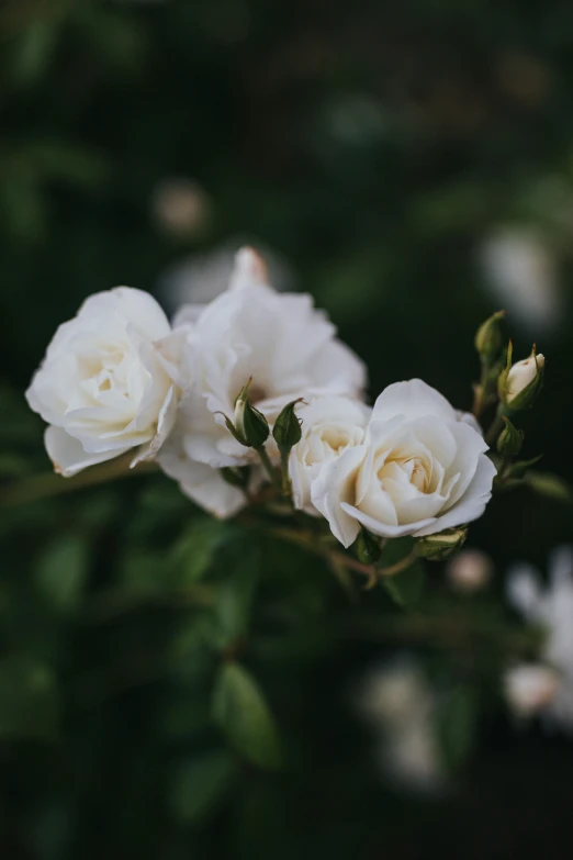 some white roses blooming in the green bushes