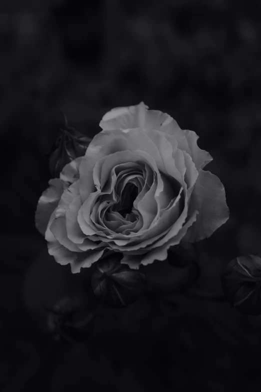 a black and white image of a single rose