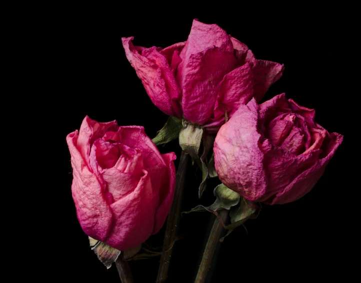 several flowers sit against a black background