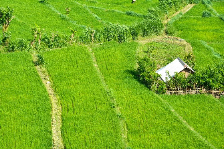 an aerial s of a large green rice field